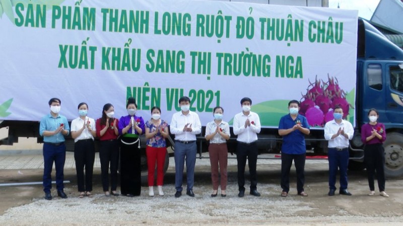 Thanh long Sơn La lên đường sang thị trường Nga