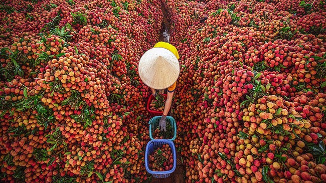 Bắc Giang xuất khẩu gần 11.000 tấn vải thiều sang Mỹ, Nhật Bản