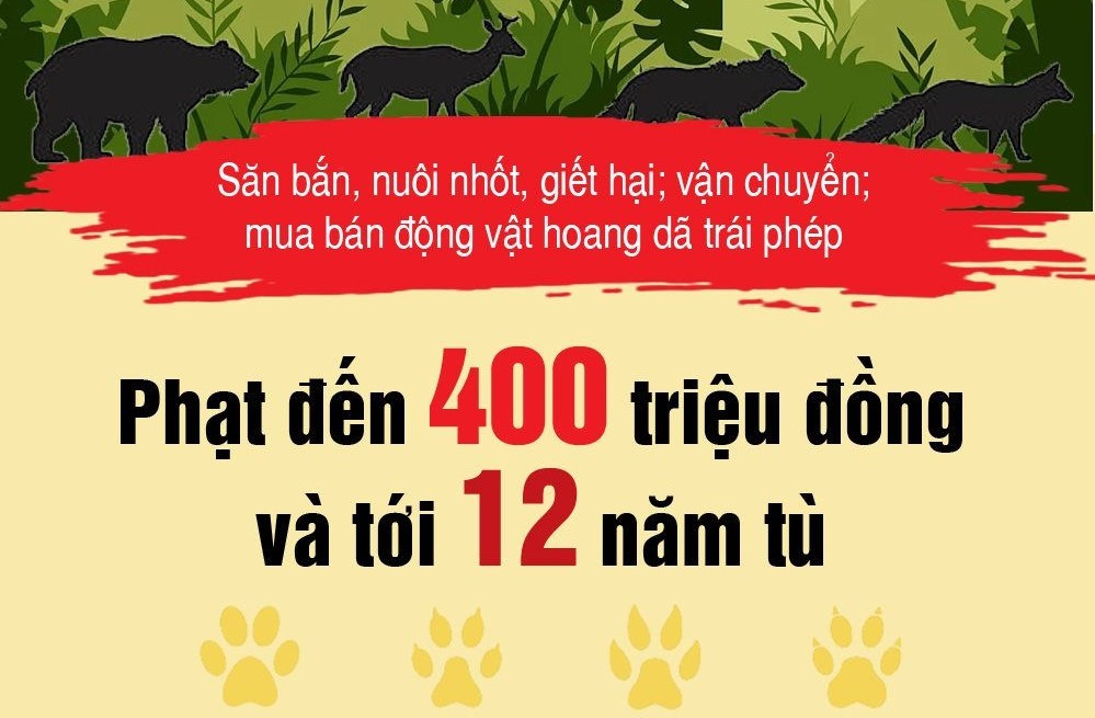 Inforgraphic: Săn bắn, mua bán, giết hại động vật hoang dã sẽ đối diện mức phạt nặng như thế nào?