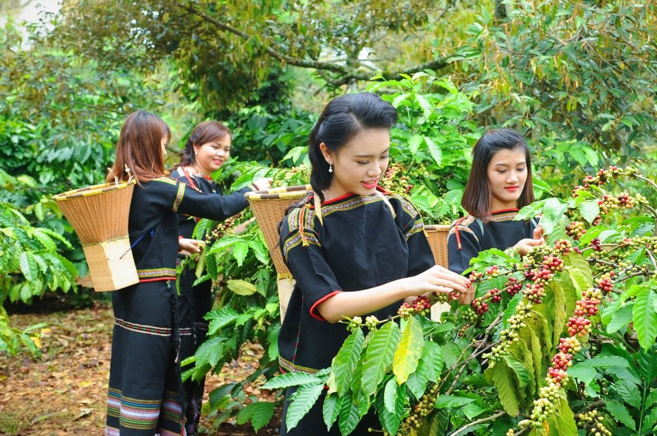 vung-tay-nguyen-phat-trien-kinh-te-nong-nghiep-quy-mo-lon-gan-voi-cong-nghe-cao-pld-1715092687.jpg