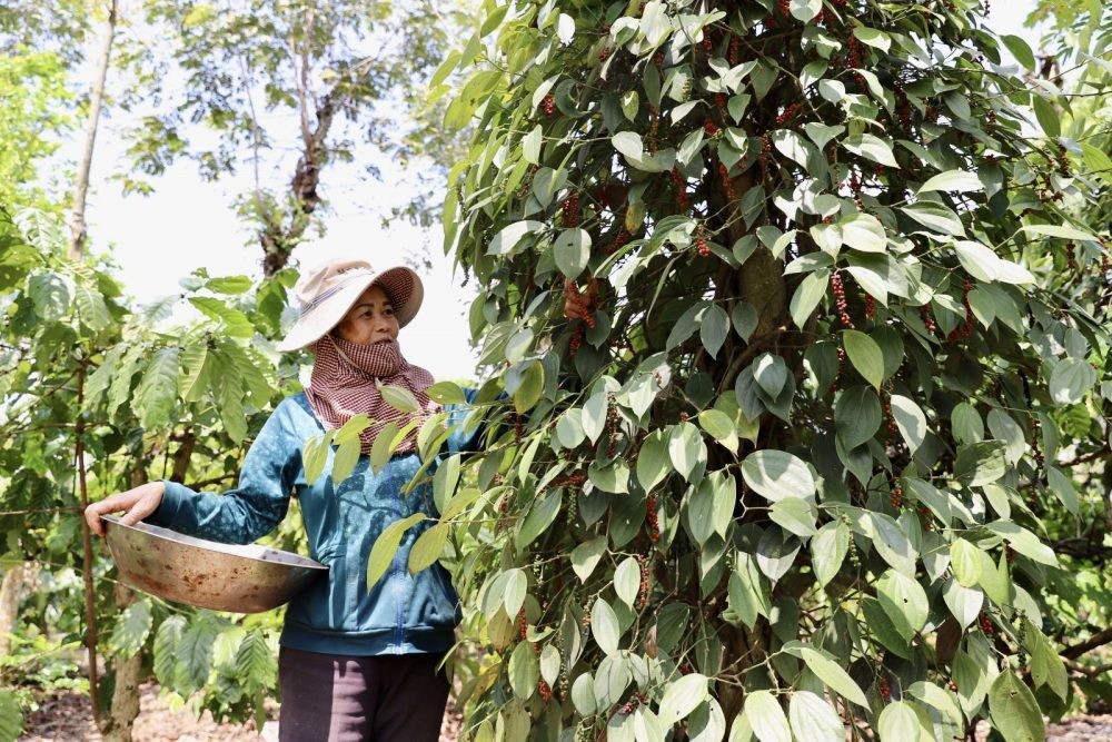 Xuất khẩu hồ tiêu giảm số lượng nhưng giá tăng mạnh