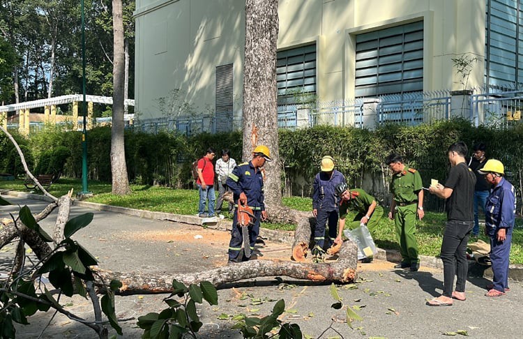 Từ vụ nhánh cây gãy khiến 5 người thương vong ở công viên Tao Đàn: Ai chịu trách nhiệm cho những tai họa từ trên trời rơi xuống?