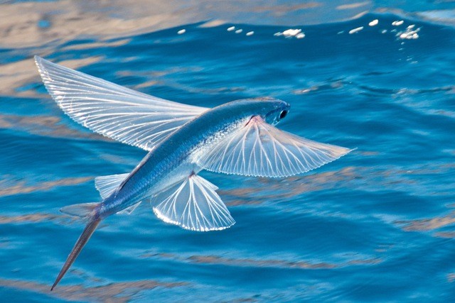 flying-fish-feature-17706147044431830809105-1770622344.jpg