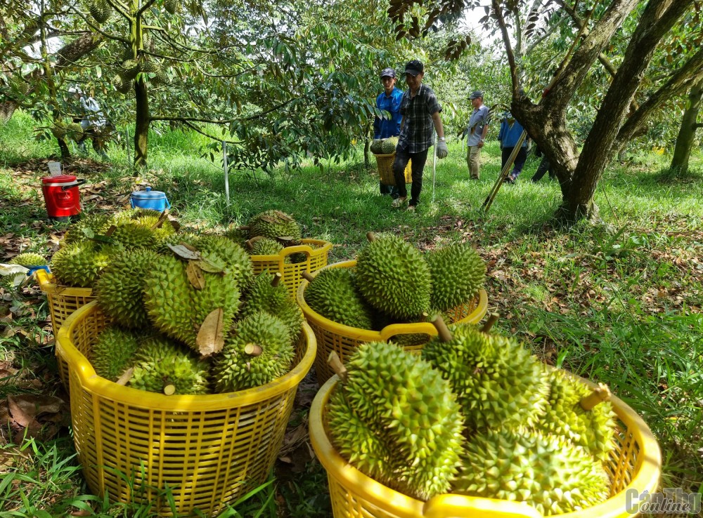 sau-rieng-pld-1785468808.jpg