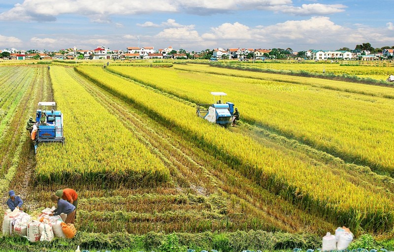 Đề án chuyên canh lúa chất lượng cao mở ra tư duy mới cho nông dân