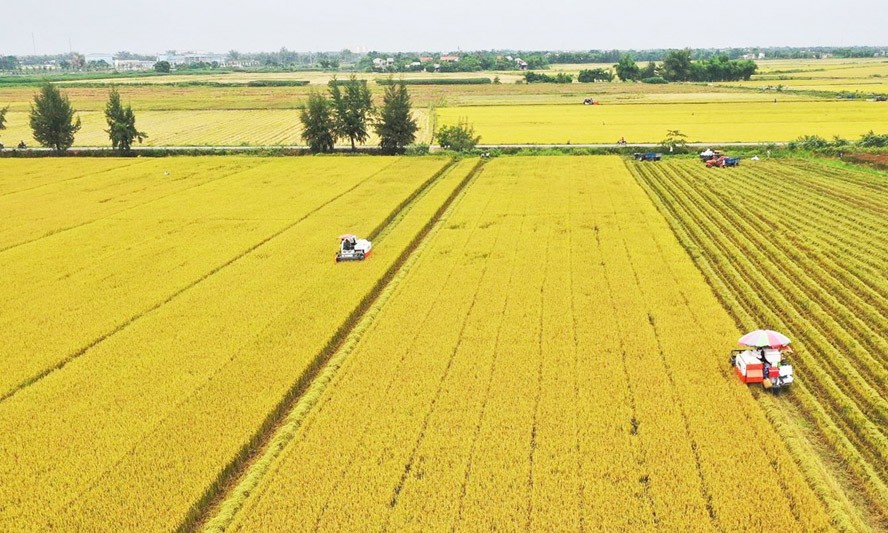 Thu nhập của nông dân cao hơn nhờ điều chỉnh lịch trồng lúa "né" hạn mặn