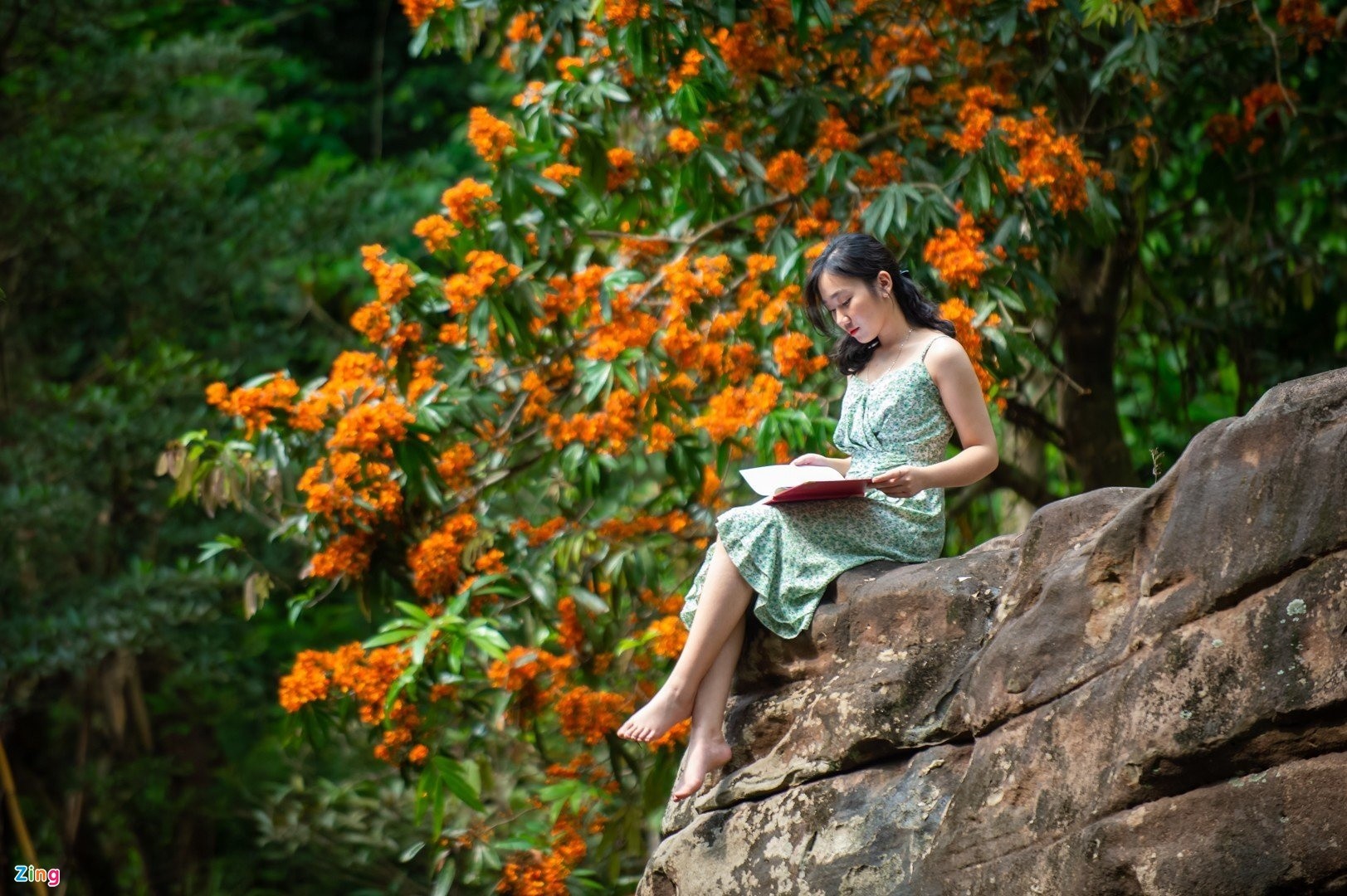 Hoa vàng anh khoe sắc ở vườn quốc gia Phong Nha - Kẻ Bàng