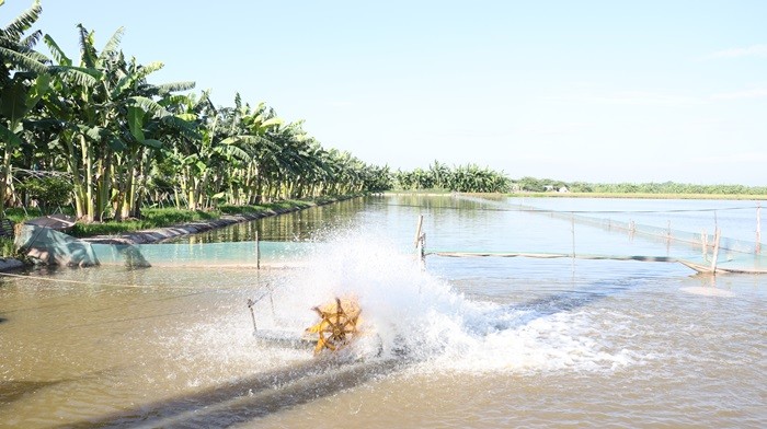 Hà Nội ban hành quy định mới về bồi thường cho vật nuôi không thể di dời khi thu hồi đất