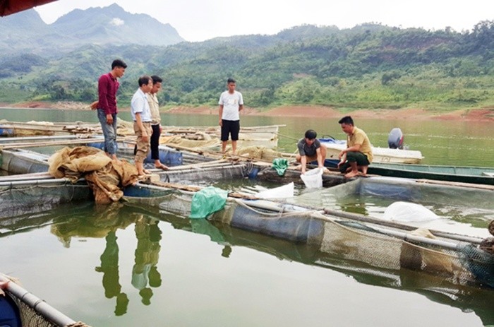 Doanh nghiệp Việt tiếp tay nhập khẩu cá tầm Trung Quốc sai phép
