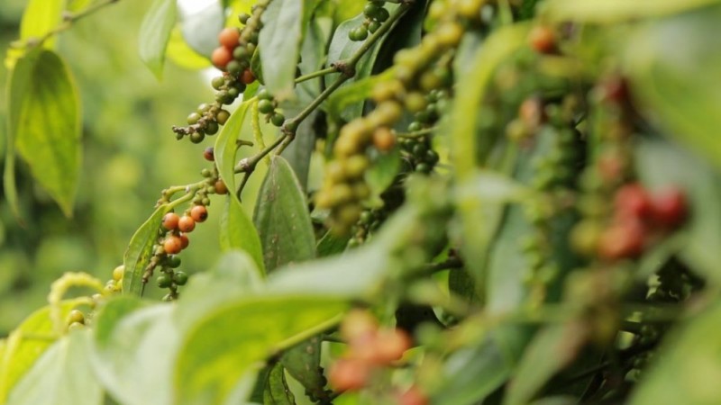 Giá tiêu tăng cao, cơ hội cho người nông dân
