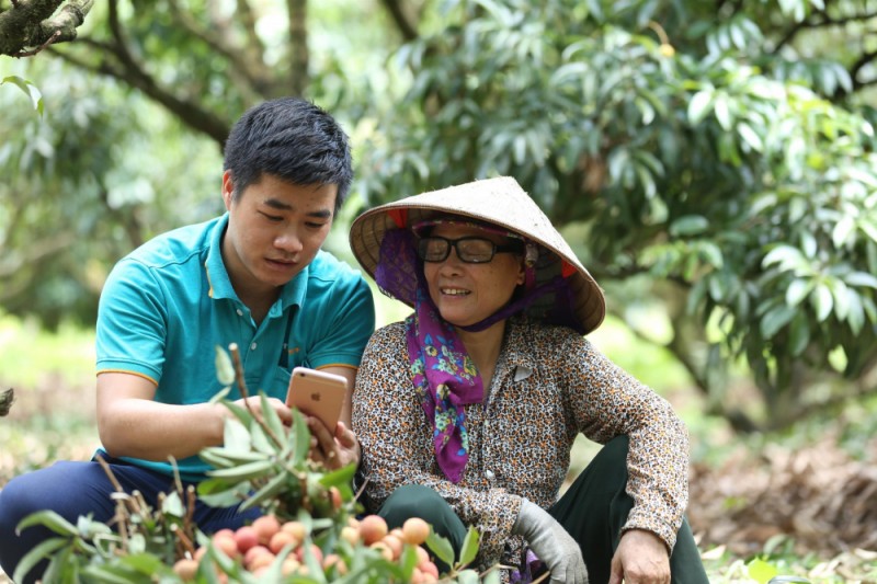 Vải thiều Hải Dương lên sàn thương mại điện tử