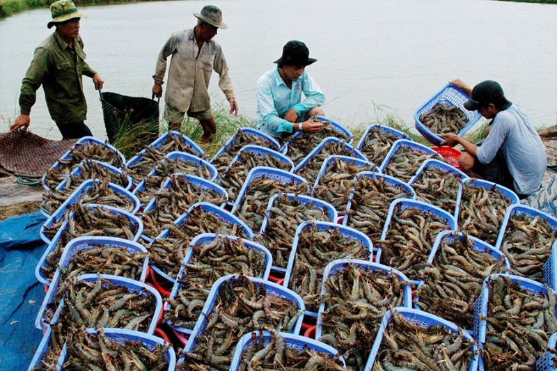 Quý II/2021: Xuất khẩu thủy sản tiếp tục tăng mạnh, dự báo tăng 10%Quý II/2021: Xuất khẩu thủy sản tiếp tục tăng mạnh, dự báo tăng 10%