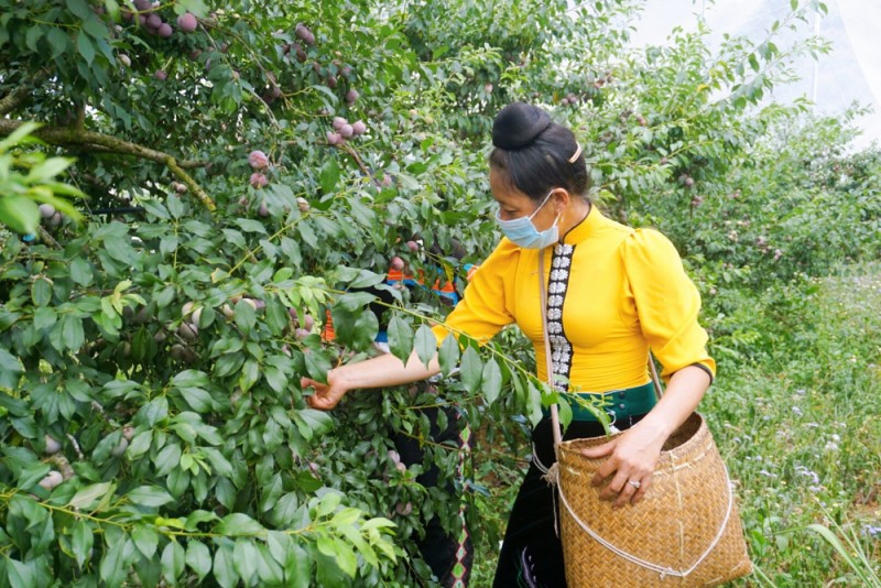 Thương hiệu “Mận hậu ruby Sơn La” có gì đặc biệt?