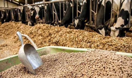 Giảm thuế nhập khẩu nguyên liệu sản xuất thức ăn chăn nuôi