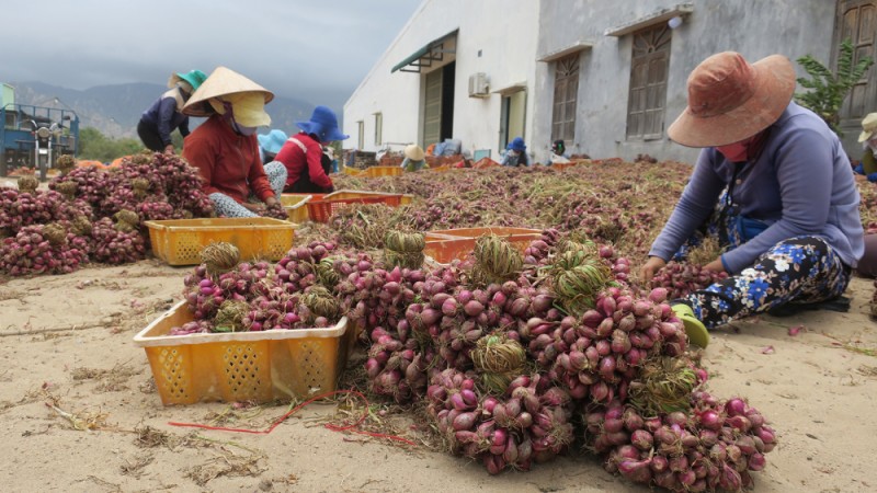 Nông dân Ninh Thuận lao đao khi nông sản rớt giá