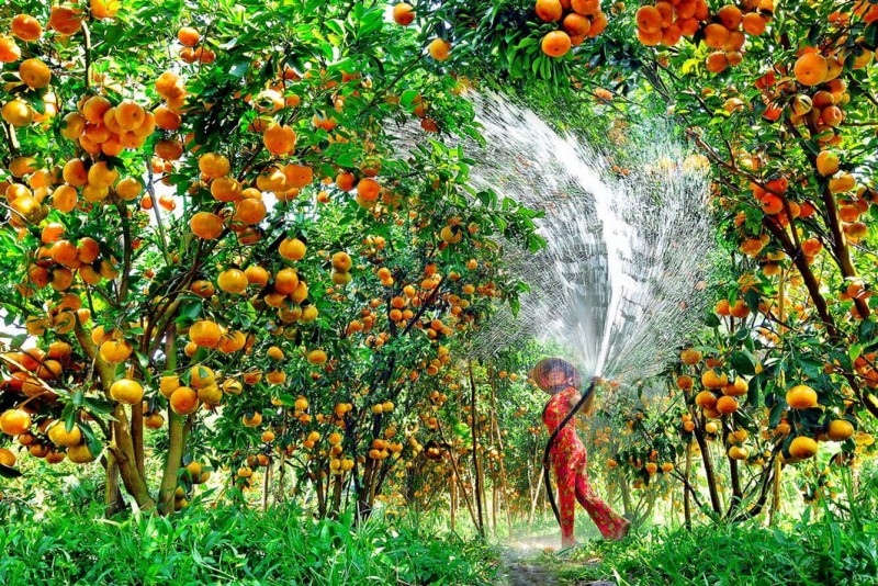 Xây dựng 5 vùng nguyên liệu nông sản trên cả nước