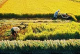 Quy định xử phạt khi tự ý chuyển mục đích sử dụng đất trồng lúa