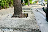 Bê tông thấm nước là gì? Tại sao TP.HCM lại dùng vật liệu này để trám quanh gốc cây?