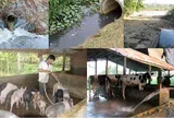 Linh hoạt cho phép tái sử dụng nước thải chăn nuôi để tưới cây trồng - Cơ hội cho nông nghiệp xanh, nông nghiệp tuần hoàn