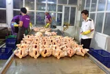 Kiểm soát giết mổ gia súc, gia cầm còn nhiều khó khăn