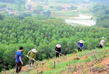 Phát triển thị trường carbon: Cơ chế, chính sách vẫn “chậm” và “thiếu”