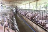 Thanh Hóa: Chấp thuận điều chỉnh chủ trương đầu tư dự án Trang trại chăn nuôi lợn thịt công nghệ an toàn sinh học tại xã Thanh Xuân