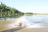Hà Nội ban hành quy định mới về bồi thường cho vật nuôi không thể di dời khi thu hồi đất