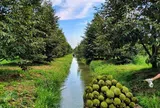 Phó Thủ tướng yêu cầu hạn chế mở rộng diện tích sầu riêng tự phát, siết quản lý vùng trồng