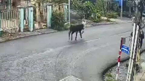 'Bò điên' đại náo Củ Chi, hất tung cụ bà U80 giữa phố, vào nhà tấn công em bé 7 tháng tuổi