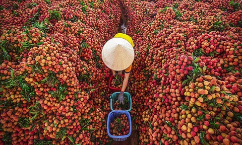Bắc Giang xuất khẩu gần 11.000 tấn vải thiều sang Mỹ, Nhật Bản