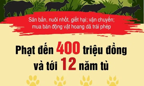 Inforgraphic: Săn bắn, mua bán, giết hại động vật hoang dã sẽ đối diện mức phạt nặng như thế nào?