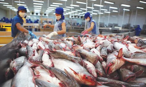 10 DN xuất khẩu cá tra không bị áp thuế chống bán phá giá của Hoa Kỳ