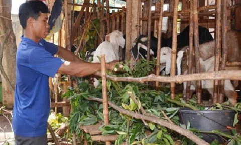 Bà Rịa - Vũng Tàu: Hỗ trợ hộ nghèo, hộ cận nghèo vay vốn phát triển sản xuất
