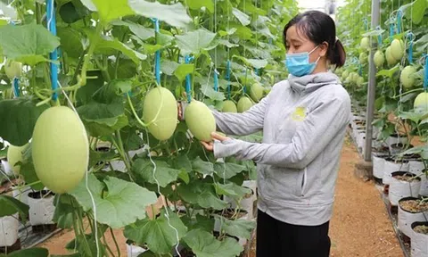 Ninh Thuận: Đưa nông nghiệp công nghệ cao thành mũi nhọn kinh tế