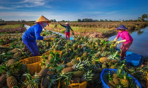 Vật liệu siêu hút nước từ lá dứa: “Giải khát” cho những cánh đồng