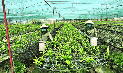 TPHCM hỗ trợ 30% kinh phí thực hiện các dự án nông nghiệp và giáo dục