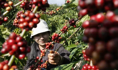 Người trồng cafe Việt Nam loay hoay chuyển hướng
