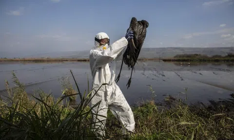 Bùng phát dịch cúm gia cầm H5N1 trên toàn cầu