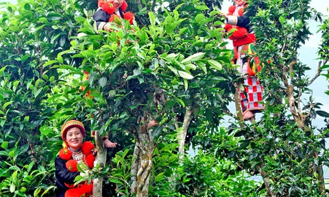 Lịch sử Trà Việt Nam