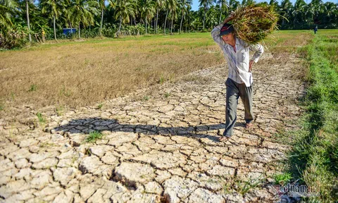 Việt Nam có thể thiệt hại tới 14,5% GDP do biến đổi khí hậu vào năm 2050