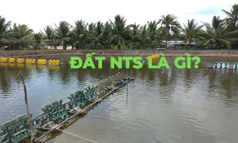 Đất NTS là gì, có lên thổ cư được không?