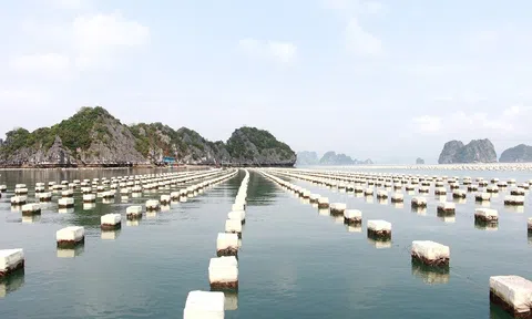 Đất MNC là gì? Quy định cho thuê đất MNC mới nhất hiện nay