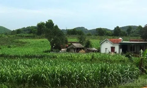 Rừng phòng hộ Bắc Nghệ An kêu cứu