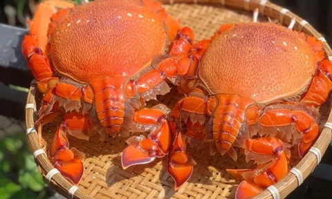 Cua huỳnh đế loại lớn ngày càng khan hiếm trên thị trường