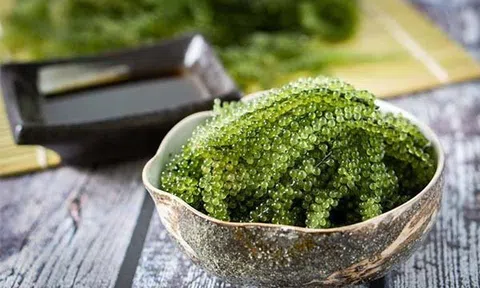 Cường độ ánh sáng cao giúp tăng giá trị dinh dưỡng cho rong nho