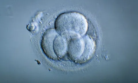 Trung Quốc tạo ra phôi thai từ DNA của ba người
