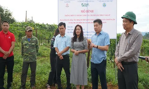 Doanh nghiệp Gia Lai “khát” sản phẩm hữu cơ