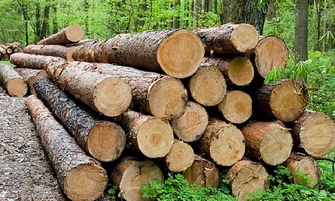 Giải pháp gỡ vướng trong quản lý, truy xuất nguồn gốc lâm sản