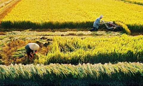 Quy định xử phạt khi tự ý chuyển mục đích sử dụng đất trồng lúa