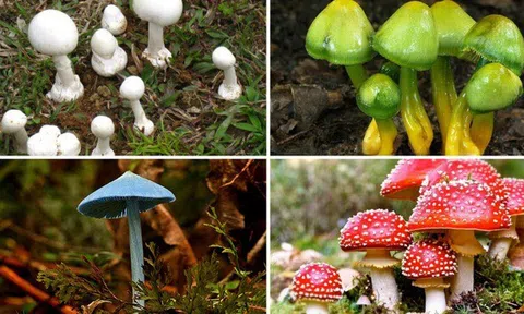 Chủ động phòng ngừa ngộ độc do độc tố từ thiên nhiên